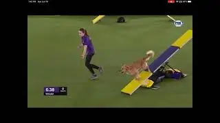 Westminster Masters Agility Championship 2022 - Katie Blair Williamson & Voulez