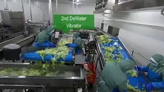 Leafy vegetable processing line for new Beijing Intl Airport