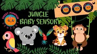 BABY SENSORY. High Contrast Video. JUNGLE ADVENTURE! Toddler Songs. #babysensory