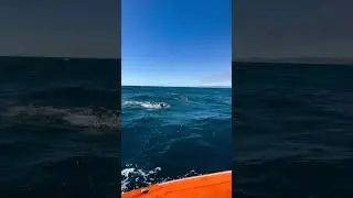 The Most Epic Open Water Swim Partners 😍