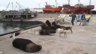 LOBOS MARINOS  en el puerto de mar del plata