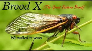 Brood X: The Great Swarm of 2021