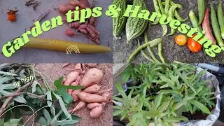 Harvesting organic vegetables, sweet potato & seeds collection/மாடிதோட்ட அறுவடை, விதை சேகரிப்பு