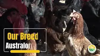 Organic Valley Pakistan