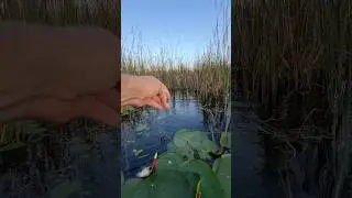 Monster crucian carp #carpfishing #carpfishing #fishing #fishingvideo #carpfishing #carpfloat