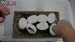 Acid Sunset Ball Python Eggs