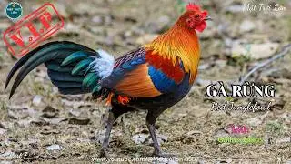 ✅Tiếng G&agrave; trống rừng mồi g&aacute;y chuẩn kh&ocirc;ng tạp &acirc;m mp3 | Red Junglefowl sound call  (P7)