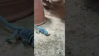 Crotaphytus dickersonae eating Pachnoda grub