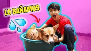 MI PERRO CONOCE LA NUEVA CASA - BROLAND