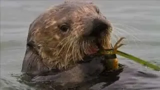 California Sea Otters