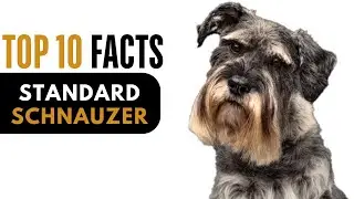 Top 10 Facts About Standard Schnauzer  - Complete Information About Standard Schnauzer  Dog
