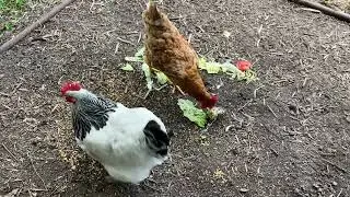 The Chicken Dairies - December 27 2025