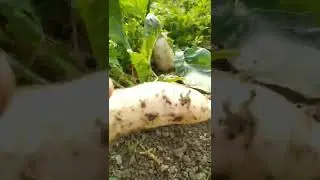 In I pluck very rich in minerals Radish🌼🌼❤️❤️# food lover#radish# green farm