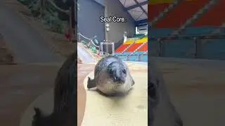 Seal Core