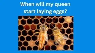 How Long Before A Queen Bee Begins Laying Eggs? - Ask Ray