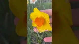 🌼Daffodils Season in Christchurch, New Zealand (End August-September) 🌼