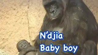 ゴリラの赤ちゃん男の子🩵生後2ヶ月🌟 Gorilla baby boy 2 months old ❤️💖