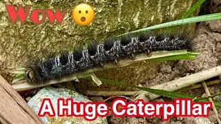 A Huge Walnut Caterpillar in My Garden 😱 @InsectsAnimals #caterpillar #insects #insectlovers 