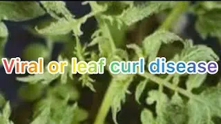 Viral or leaf curl disease cause, symptoms and management | #plantcare #agriculture #farming #ipm 