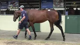 2026 Gold Coast Magic Millions Super Seth x Acting Colt