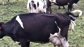 Calving cows in New Zealand|How we take care of cow after calving|Feeding quality grass|country life