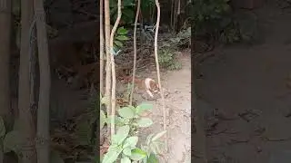 #Anarkoli#baby#trending #shorts#গরু #বিড়াল#goviral#catlovers #petanimals#animals#petlover#dogshorts