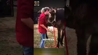 So wurde ein Pferd aus Jahren der Qual befreit