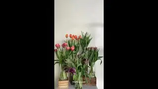 POV: it's tulip season!
