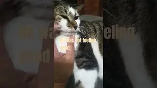 Oreocat, чувствуй себя лучше! #youtubeshorts #asmrshorts #viralvideo