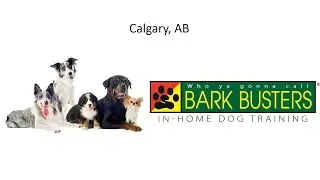 Home Dog Training in Calgary. Results in hours, lifetime guarantee. Meet Roberto and his students.