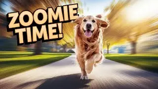 Dog Zoomies EXPLAINED! Why Your Pup Runs Like a Maniac