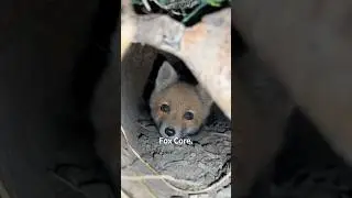 Лиса 🦊 #лиса #лисы #смешной #милый #короткий #шорты