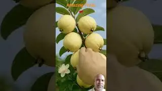 Amazing Fruits #shorts #viralshorts #amazingfruits