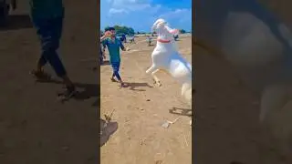 Beautiful White Goat Playing #goat #shorts