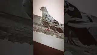 kabutar lover kabutar baz pegone video