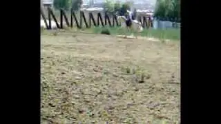 CABALLO 