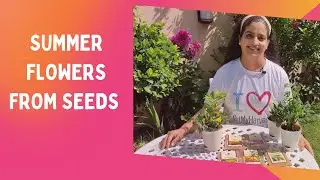 Flower Seeds to sow in March | Summer Flower Seeds I गर्मियों में कौन से फूल उगाएं #Shorts