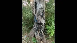 Ep 47 Devil's Tree in Basking Ridge, New Jersey
