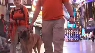 Inside look at the K9 squad of Red Rock Search & Rescue