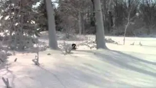 Where's Roo?