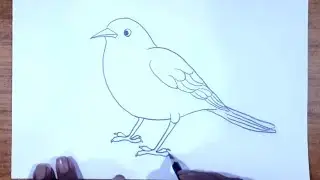 How To Draw Robin Bird || How To Draw Robin Bird Step by Step || Birds Drawing