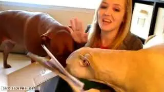 Only Natural Pet - Dog Bone Haul