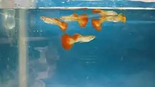 GUPPY MICARIFF SUNSET