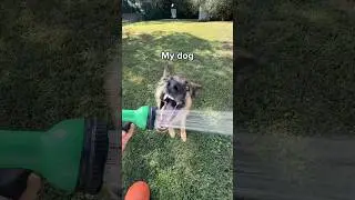 Hose water is the best 😂 Credit to @MagnusTheTherapyDog for the first clip ❤️