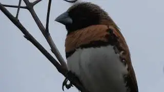 Chestnut-breasted Mannikin.