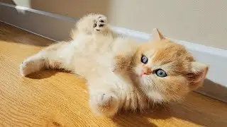 Прекрасный солнечный день и солнечные котята ☀️🥰