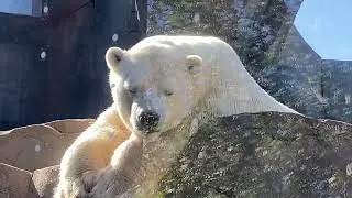 POLAR BEAR CHILLIN