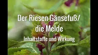 Essbare Wildkr&auml;uter: Riesen G&auml;nsefu&szlig; aka Baumspinat * Tryptophan * Serotonin * Hirn-Blut-Schranke