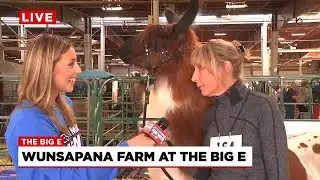 Wunspana Farm hosts llama shows at The Big E