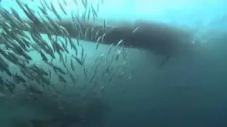 Sardine Run 2009 - Shot by Emmy award winning Charles Maxwell